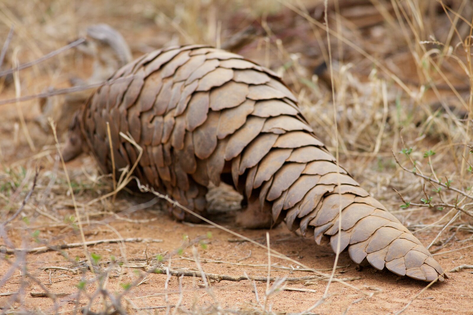 Pangolin conservation reserves in South Africa — Beyond Africa Safaris