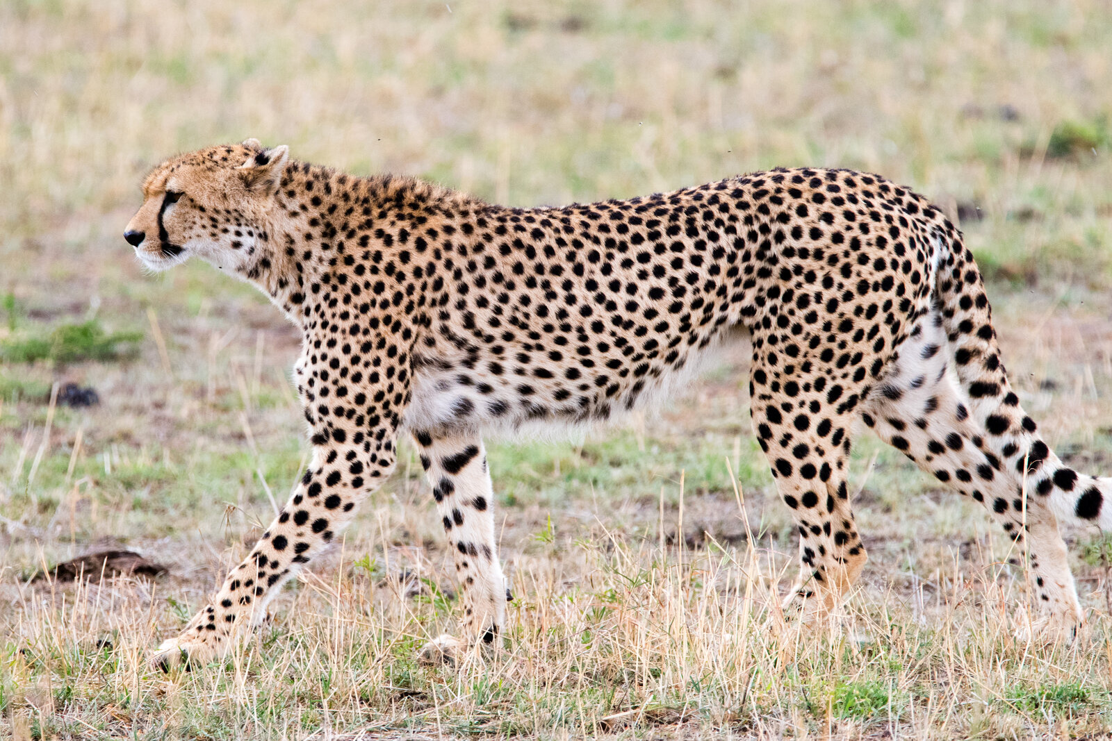 Cheetah plains of East and Southern Africa — Beyond Africa Safaris