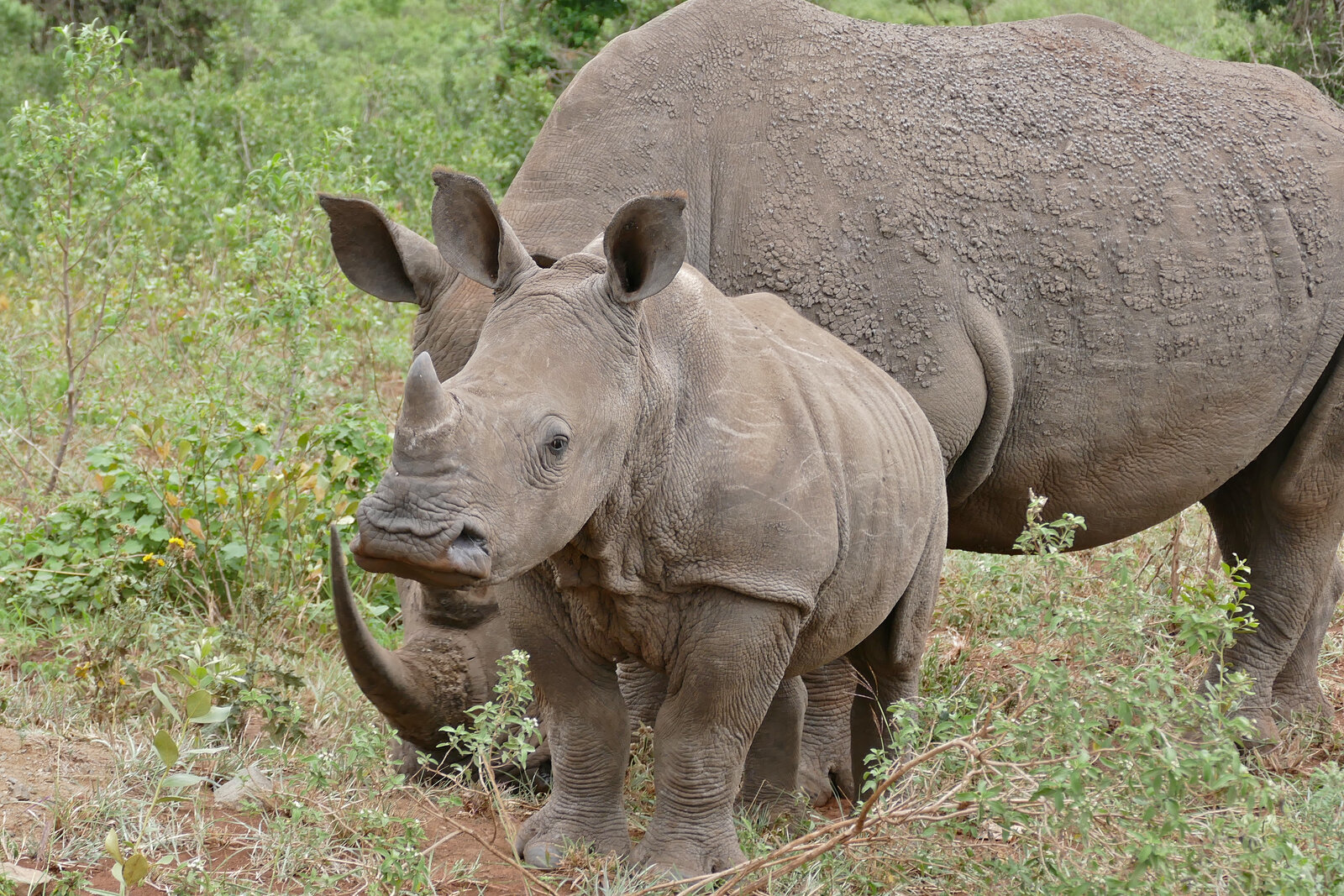 White rhino conservation success in Africa — Beyond Africa Safaris