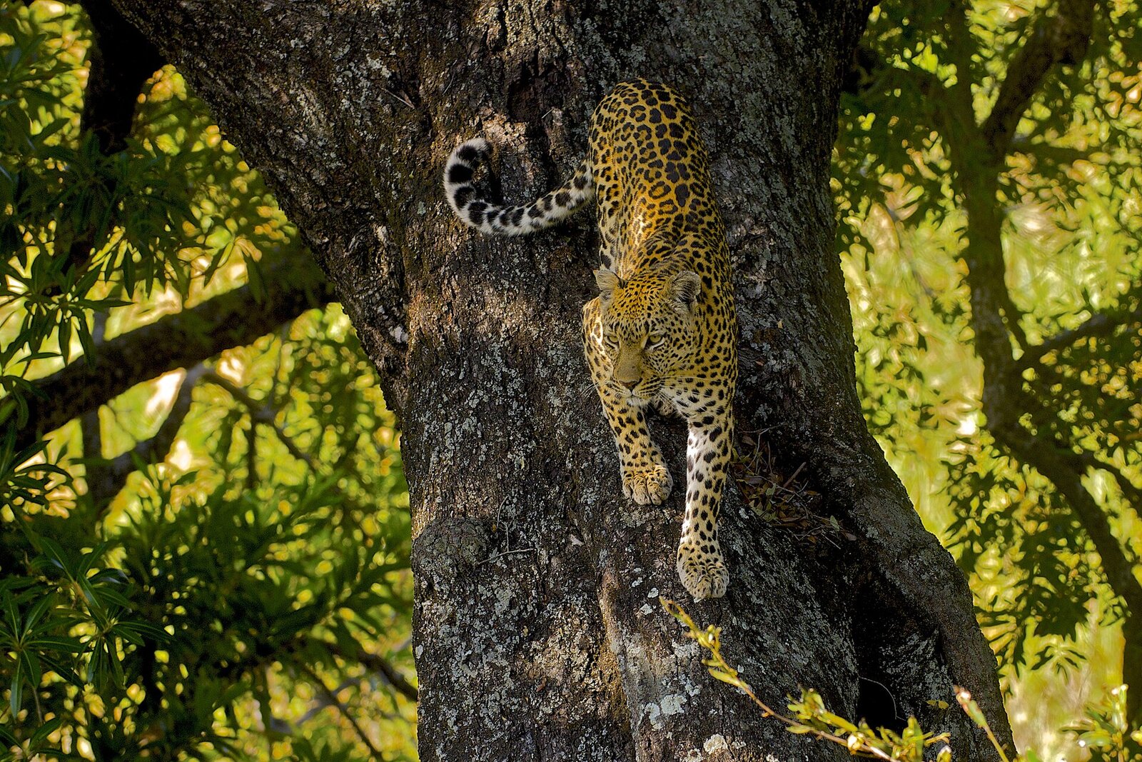 Leopard resting in a tree in the bushveld of the Waterberg