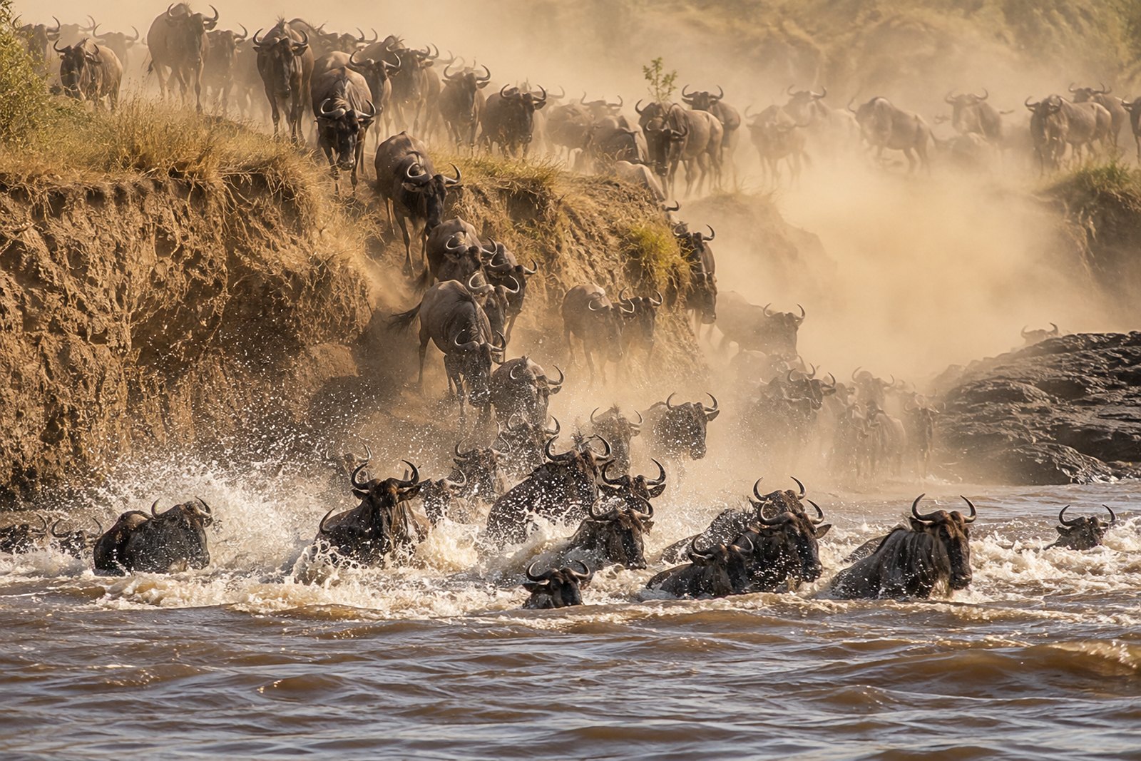 Wildebeest herd plunging across the Mara River during the Great Migration crossing in front of Entim Mara Camp