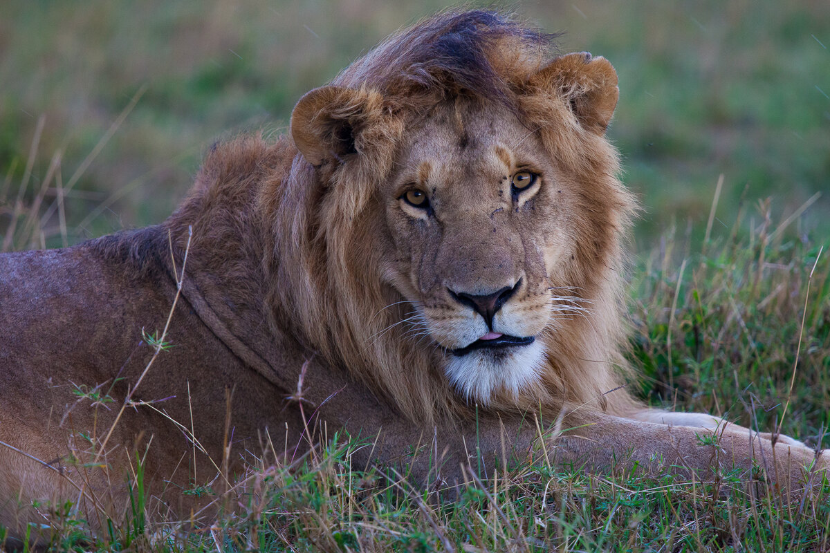 Male lion resting in golden grass in the Masai Mara National Reserve near Entim Mara Camp