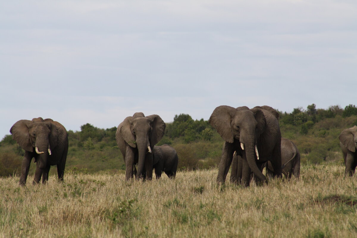 Elephant family with a calf drinking at the Mara River near Entim Mara Camp
