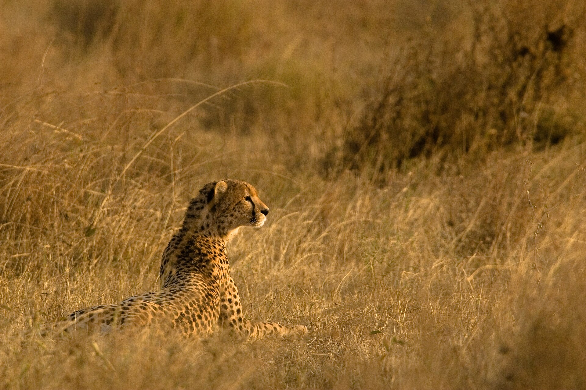 Ol Donyo Lodge — Chyulu Hills, Kenya — Beyond Africa Safaris