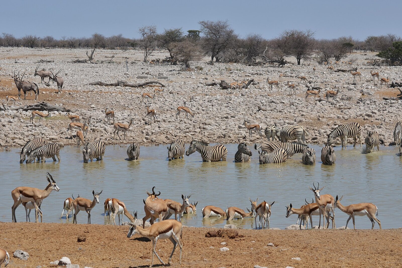 Large herd of springbok on the Etosha plains