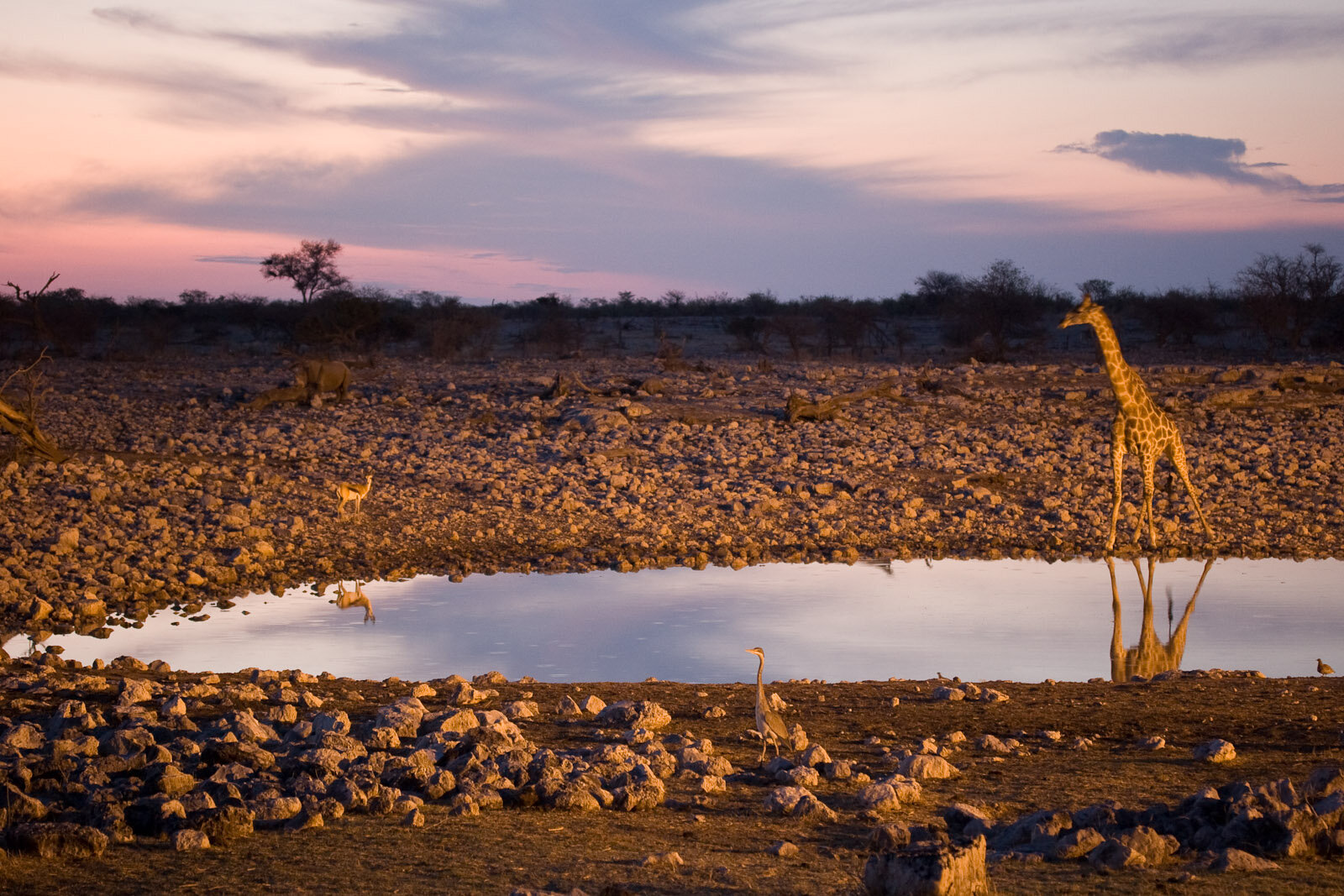 Golden-hour light over an Etosha waterhole