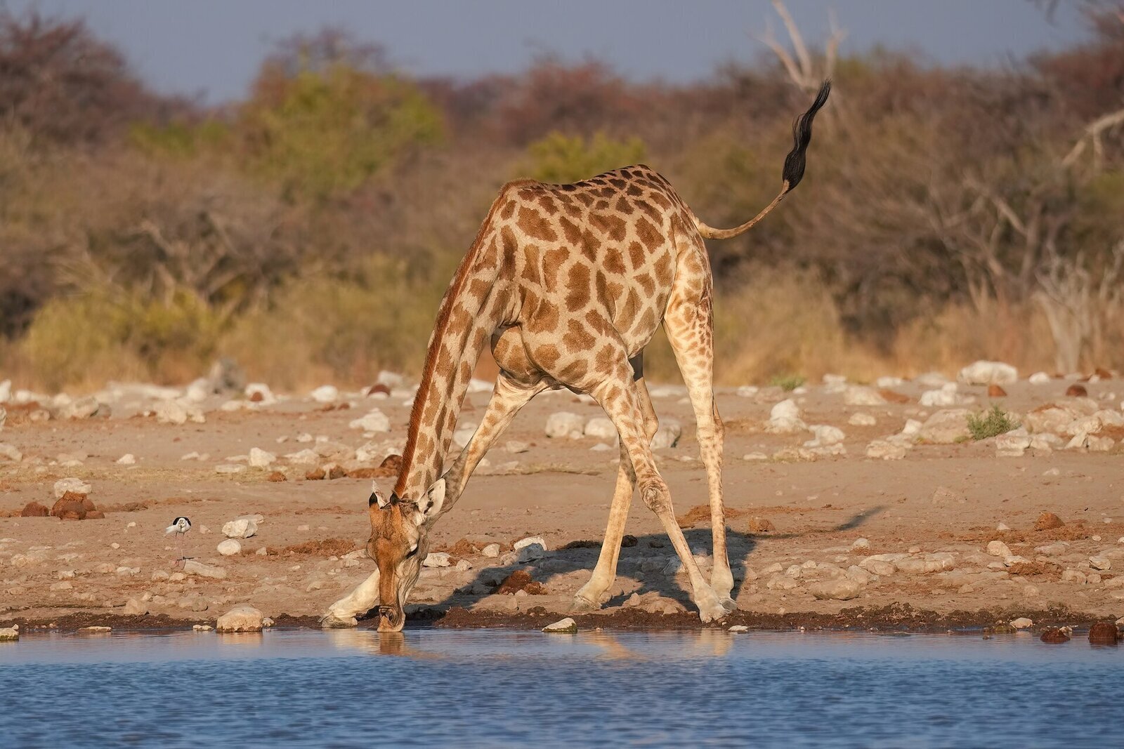 Giraffe drinking with splayed legs at an Etosha waterhole