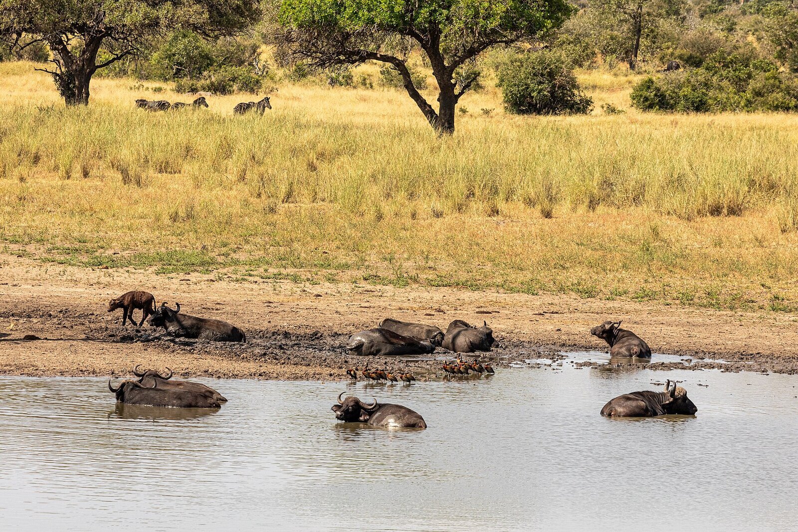 Cape buffalo herd wallowing at a Kruger waterhole