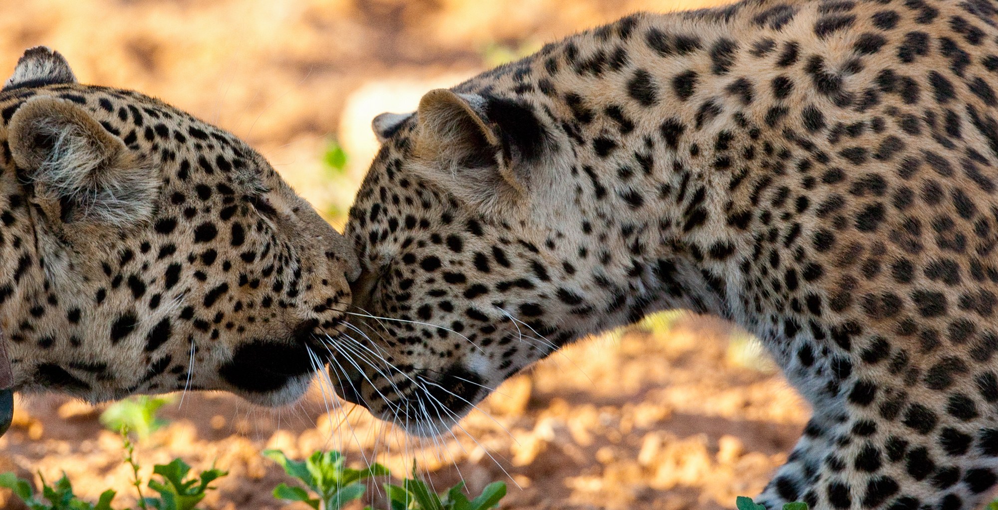 A cheetah at the Okonjima reserve and AfriCat Foundation