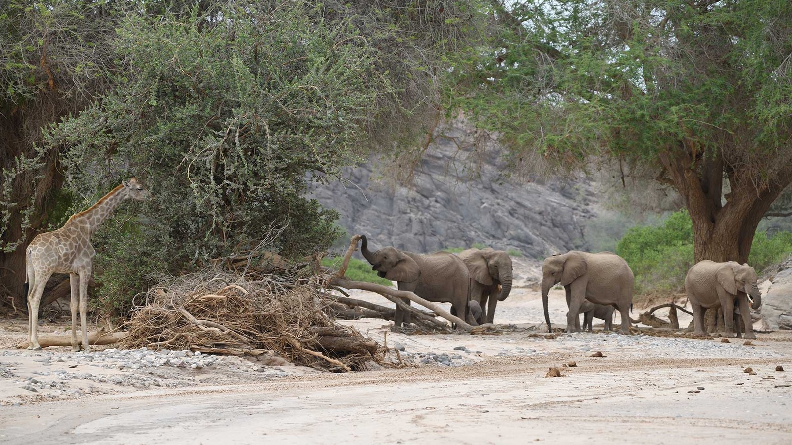 Desert-adapted elephants walking through the Huab riverbed in Damaraland