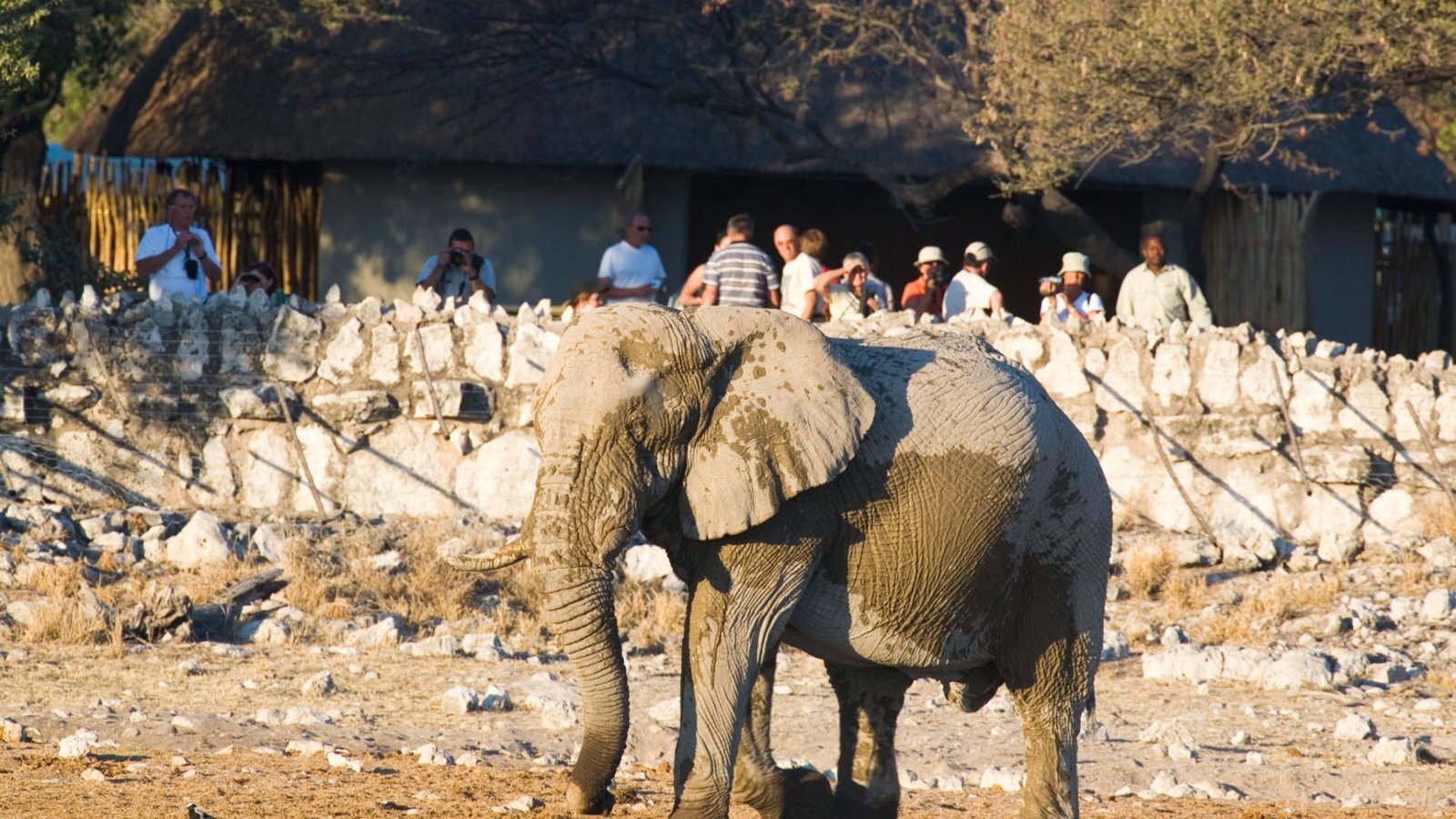 Okaukuejo rest camp waterhole deck with family watching elephants at dusk in Etosha