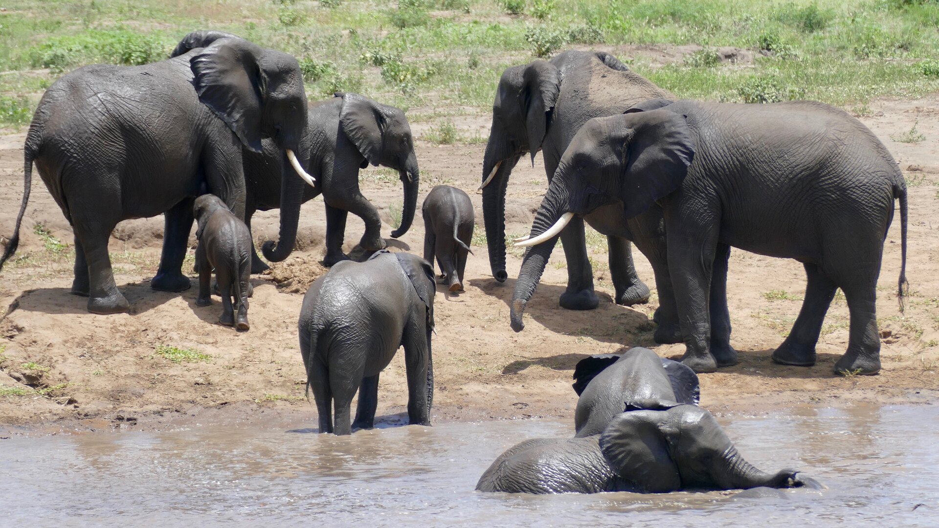 Elephant herd with calves at a Sabi Sands waterhole, viewed from a private family vehicle