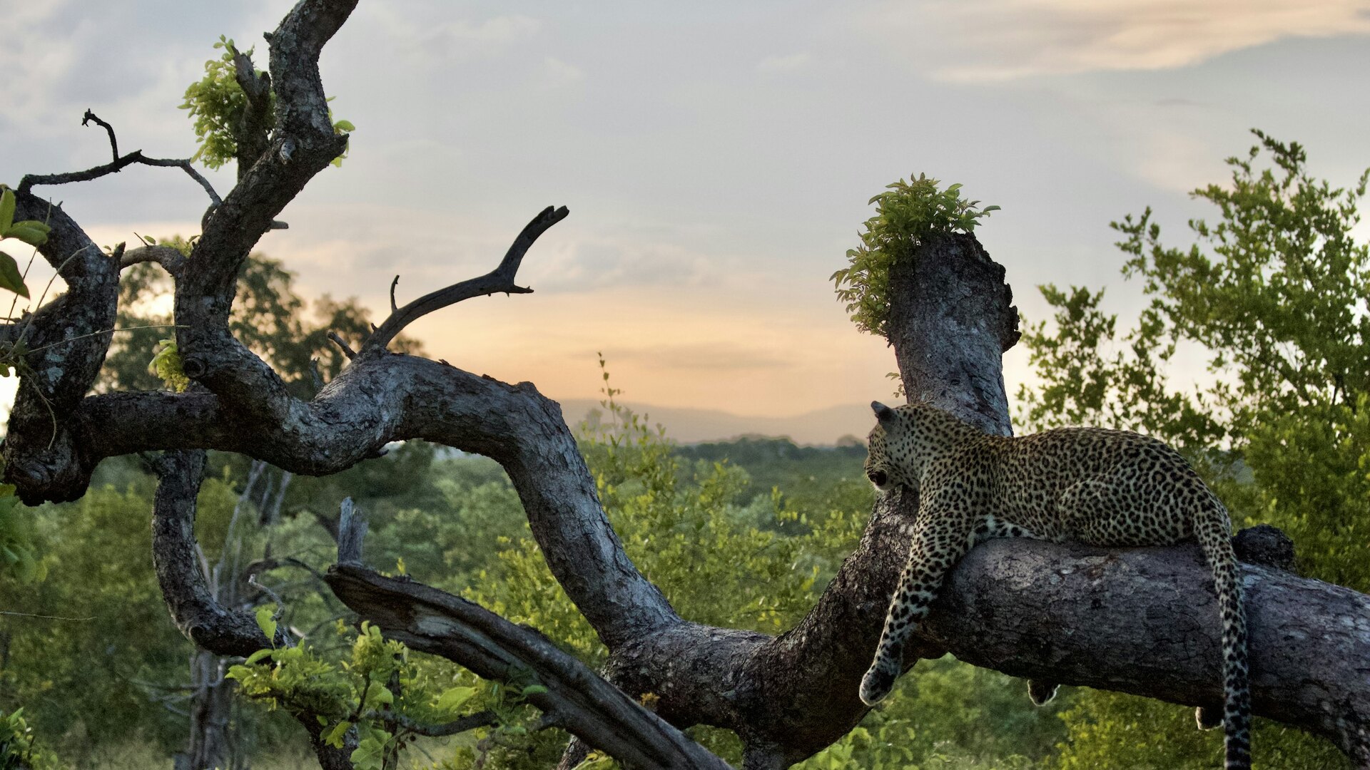 Leopard resting on a branch at sunset in Sabi Sands, seen on a family game drive