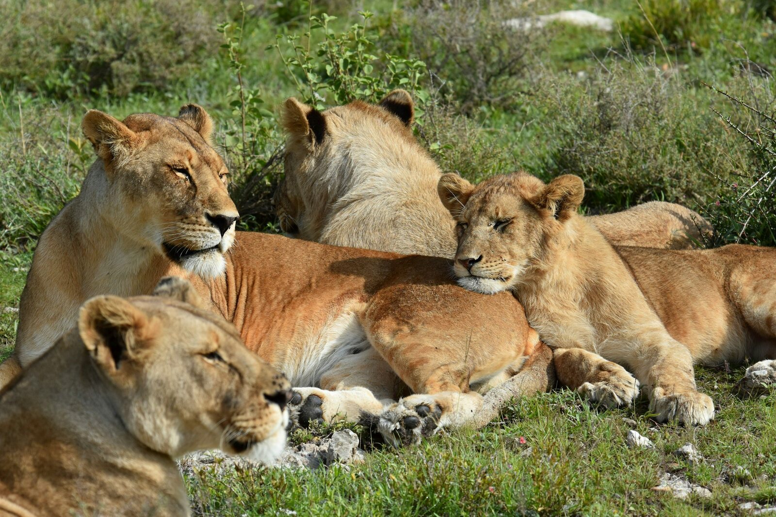 Lion pride resting on the plains, a family-safari highlight