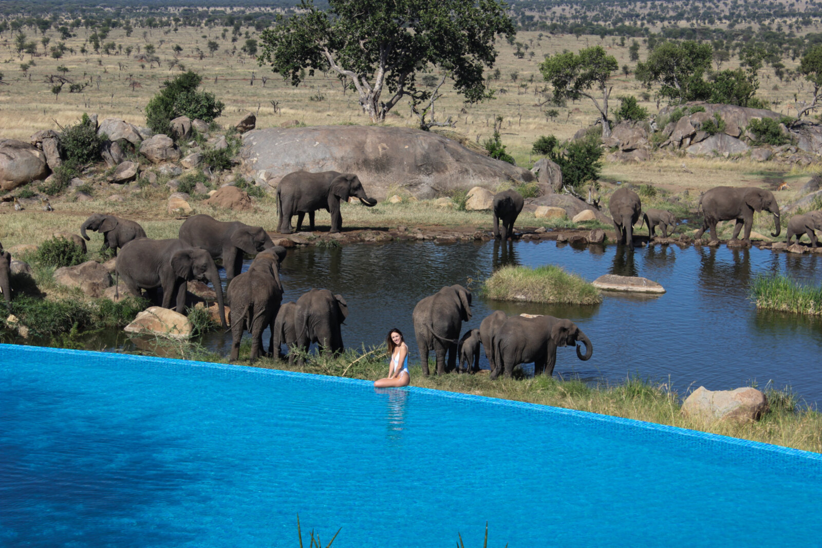 Four Seasons Safari Lodge Serengeti infinity pool overlooking a waterhole where elephants drink