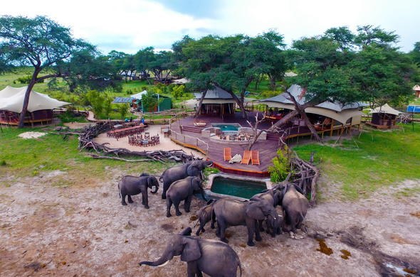 Elephants drinking beside a camp pool at Somalisa in Hwange