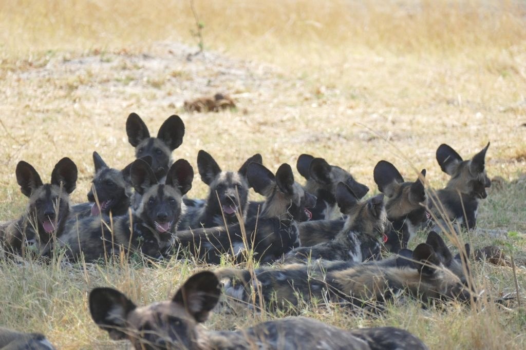 A pack of wild dogs in Hwange National Park