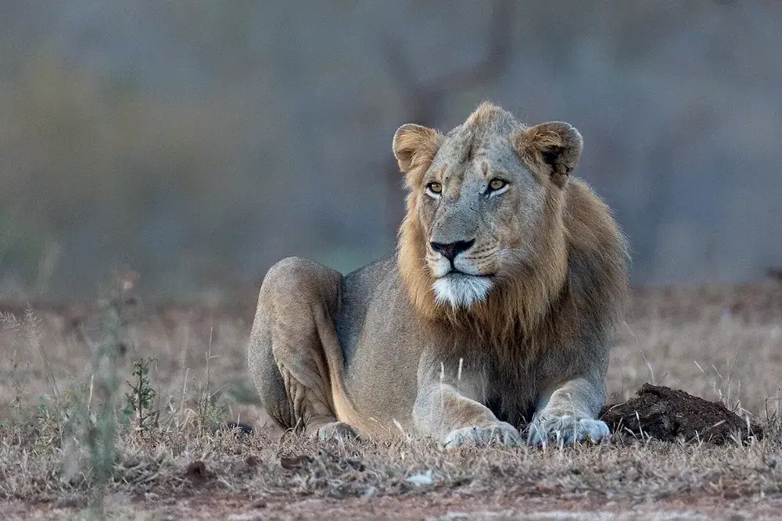 Male lion in the Greater Kruger bush near Fifty-Five Mjejane
