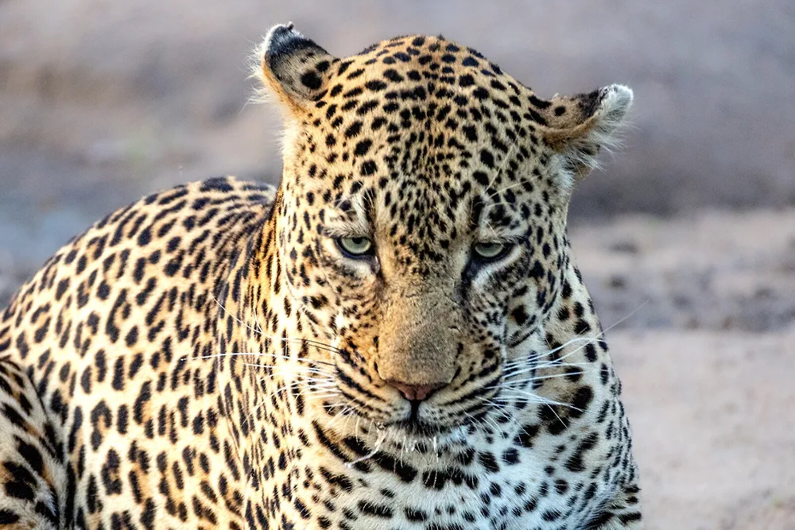 Leopard portrait in Mjejane Game Reserve, Greater Kruger