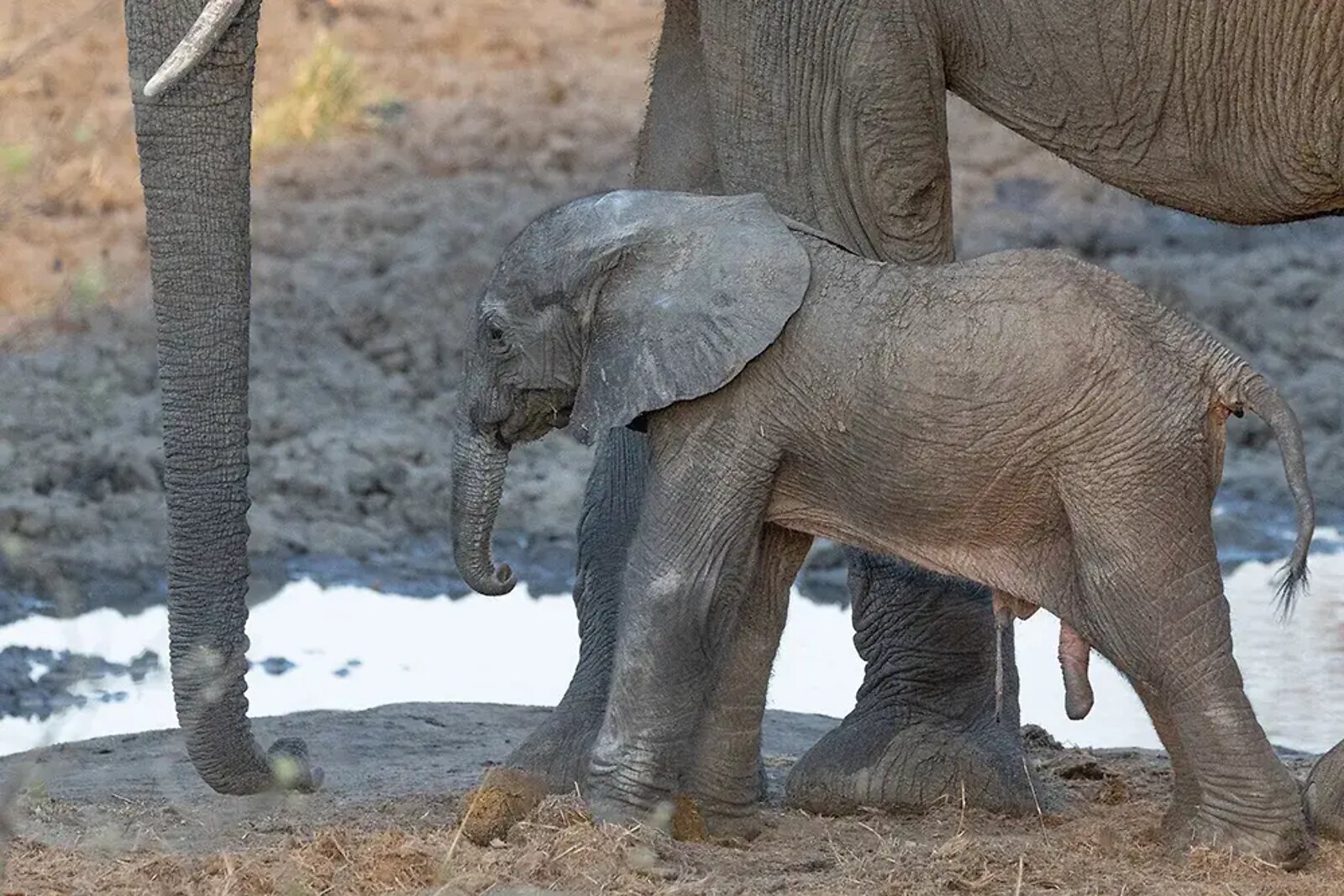 Elephant and calf near the Crocodile River at Fifty-Five Mjejane