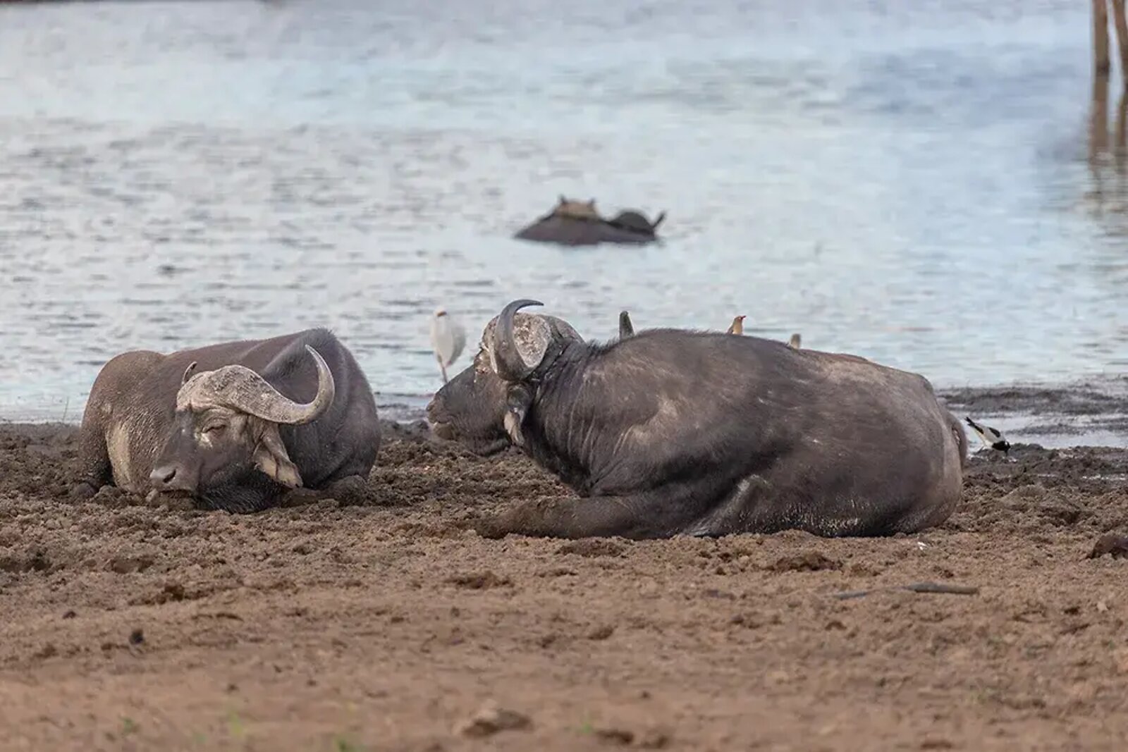 Cape buffalo bull in Greater Kruger near Fifty-Five Mjejane