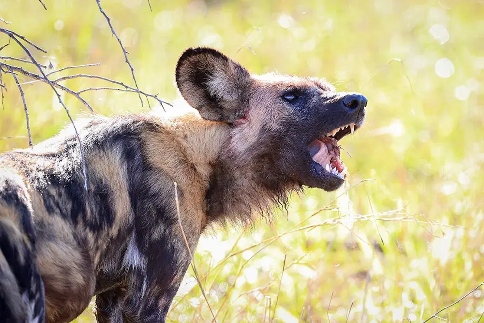 Endangered African wild dog in Mjejane Game Reserve