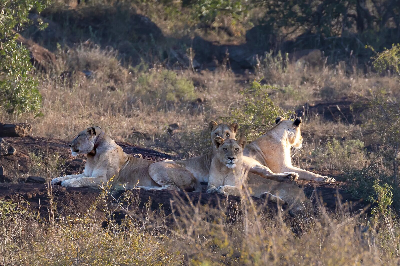 Lionesses resting in the Greater Kruger bush near Fifty-Five Mjejane