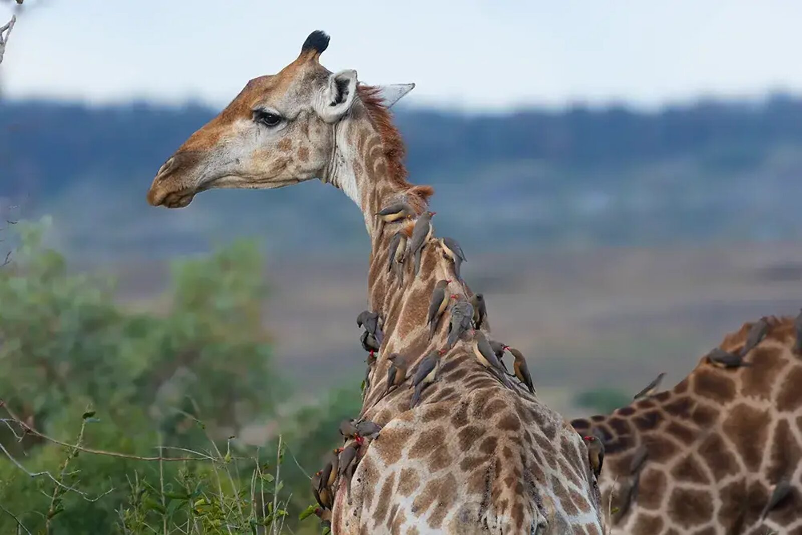 Giraffe with oxpeckers in Mjejane Game Reserve, Greater Kruger