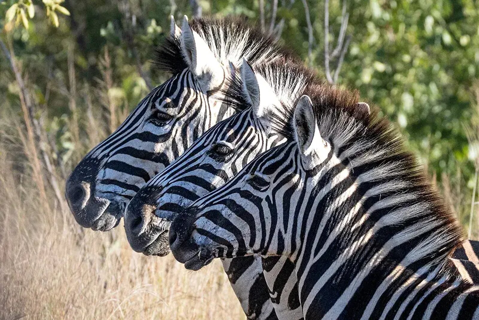 Zebras grazing in Greater Kruger near Fifty-Five Mjejane