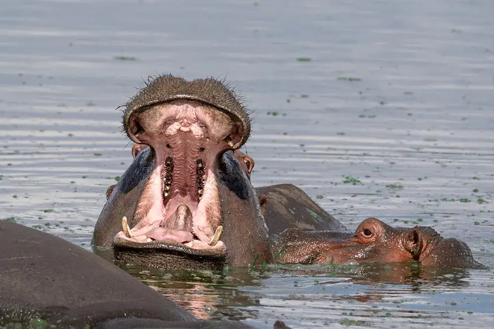 Hippo in the Crocodile River at Mjejane Game Reserve