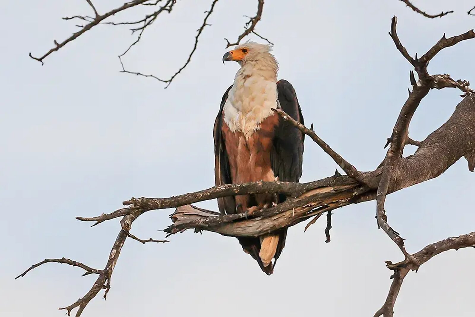 African fish eagle along the Crocodile River at Fifty-Five Mjejane