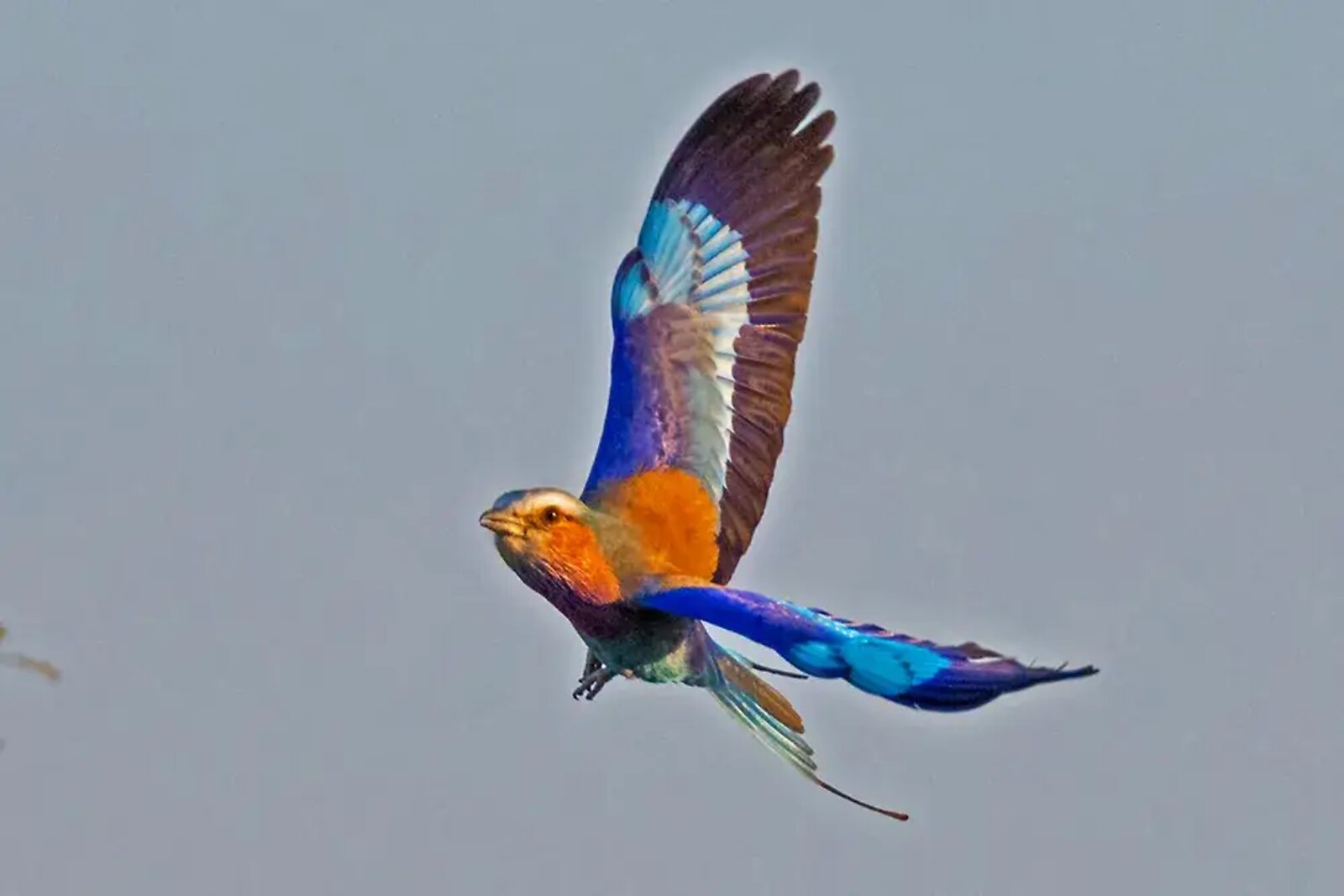 Lilac-breasted roller perched in Mjejane Game Reserve