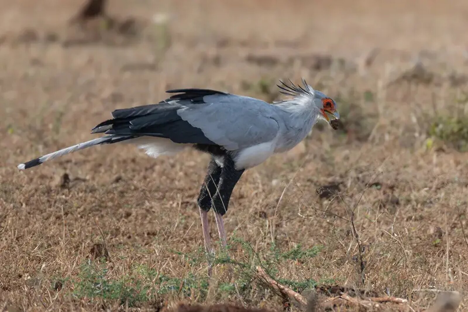Secretary bird striding through the grass in Greater Kruger
