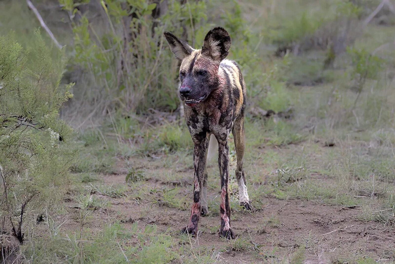 African wild dog standing alert in the bush at Mjejane Game Reserve, Greater Kruger