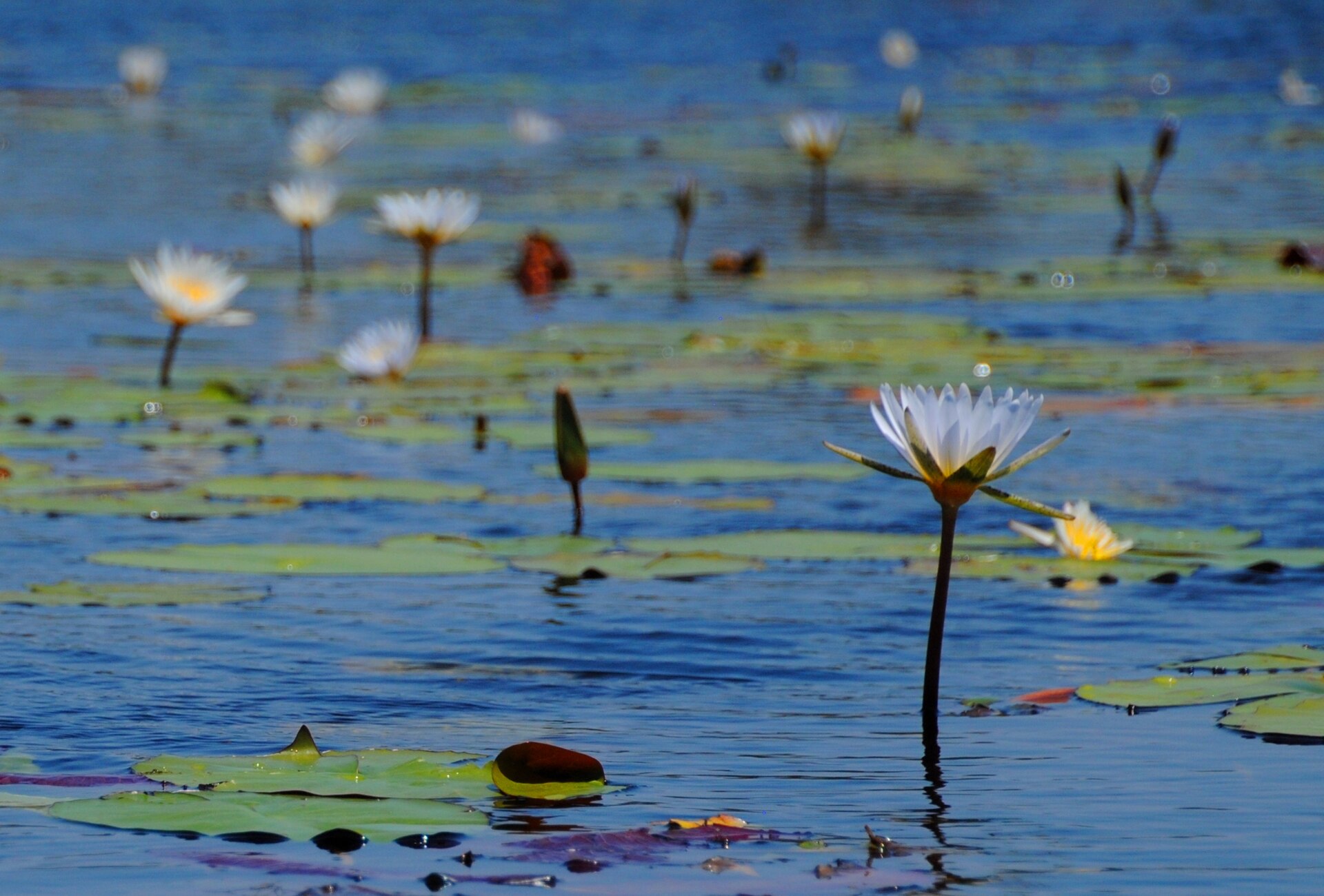 Crystal-clear channels of the Okavango Delta with water lilies