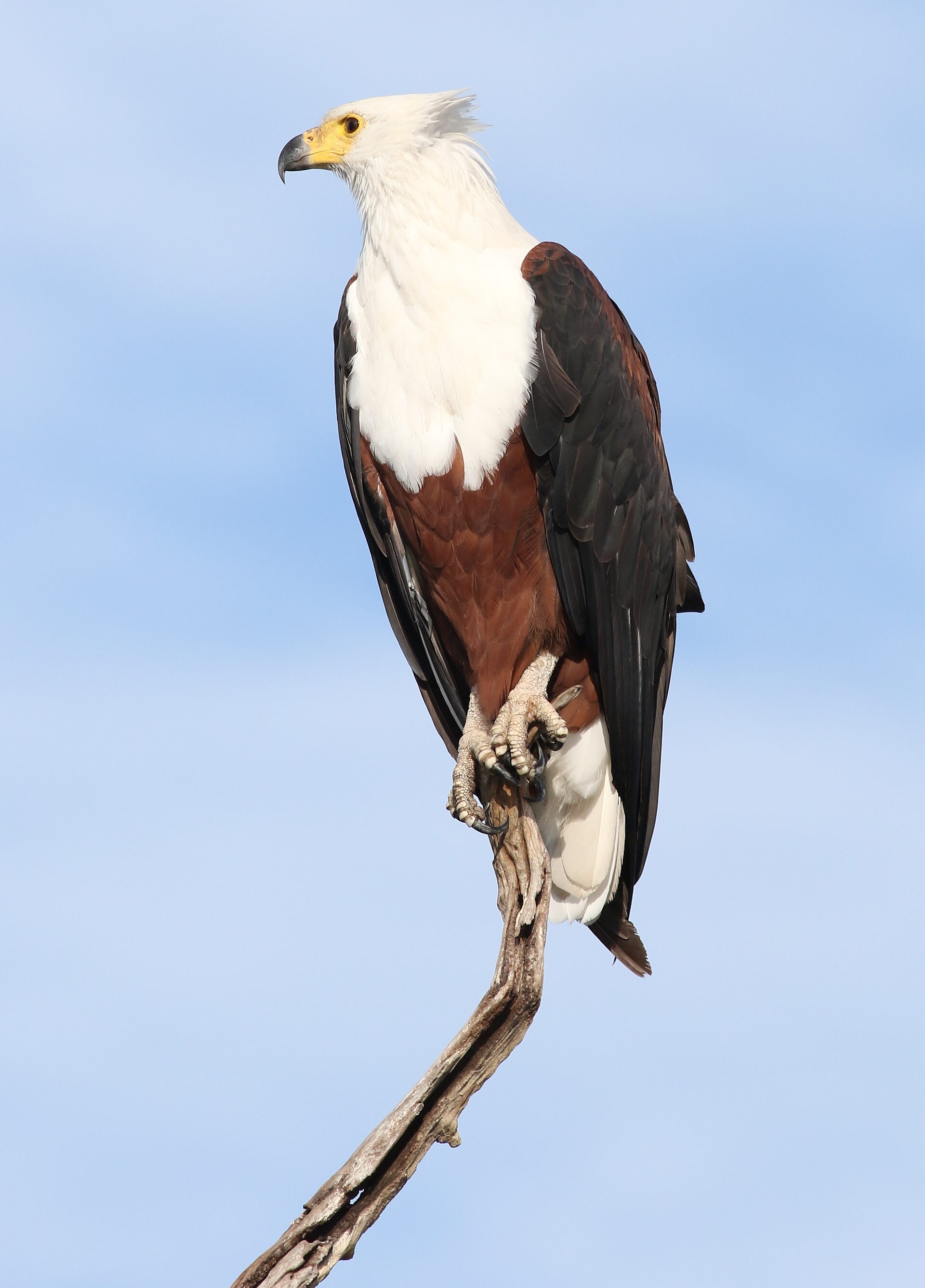 African fish eagle in flight — the soundtrack of every Okavango fishing safari
