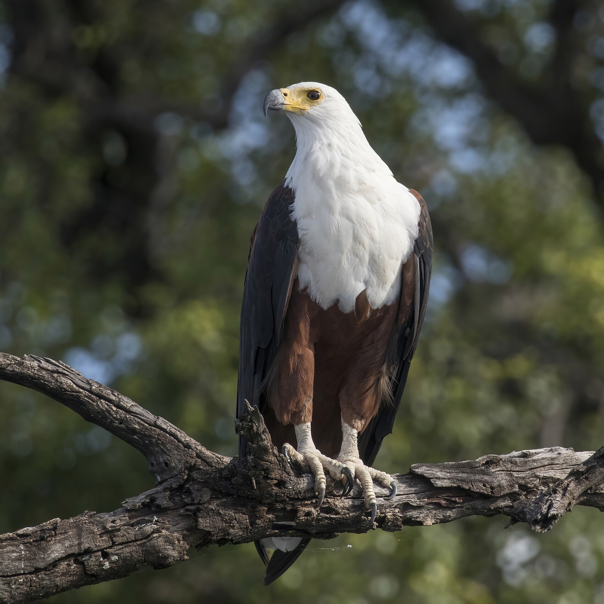 African fish eagle perched beside the Zambezi in Zimbabwe