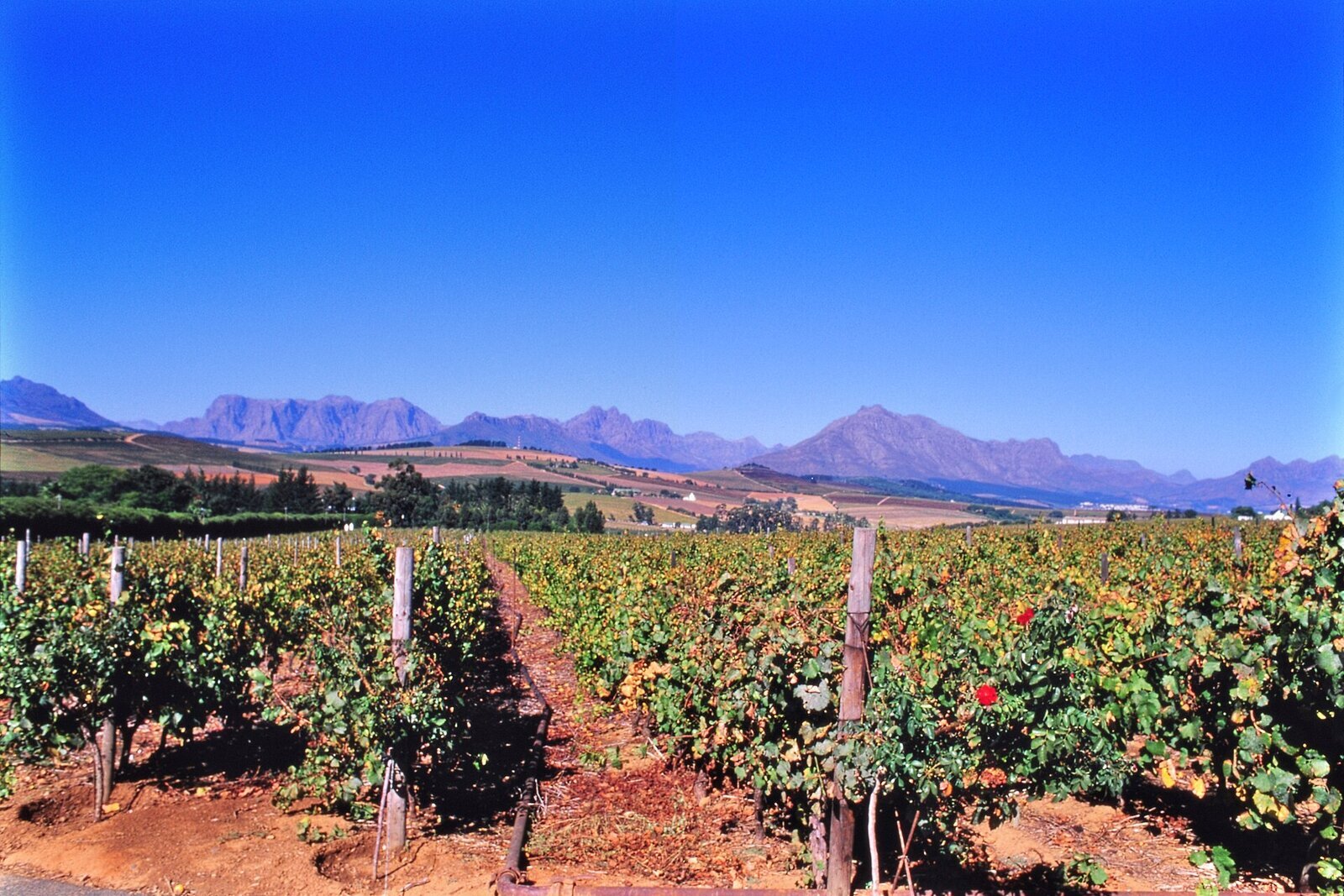 Vineyards below the mountains at Stellenbosch in the Cape Winelands
