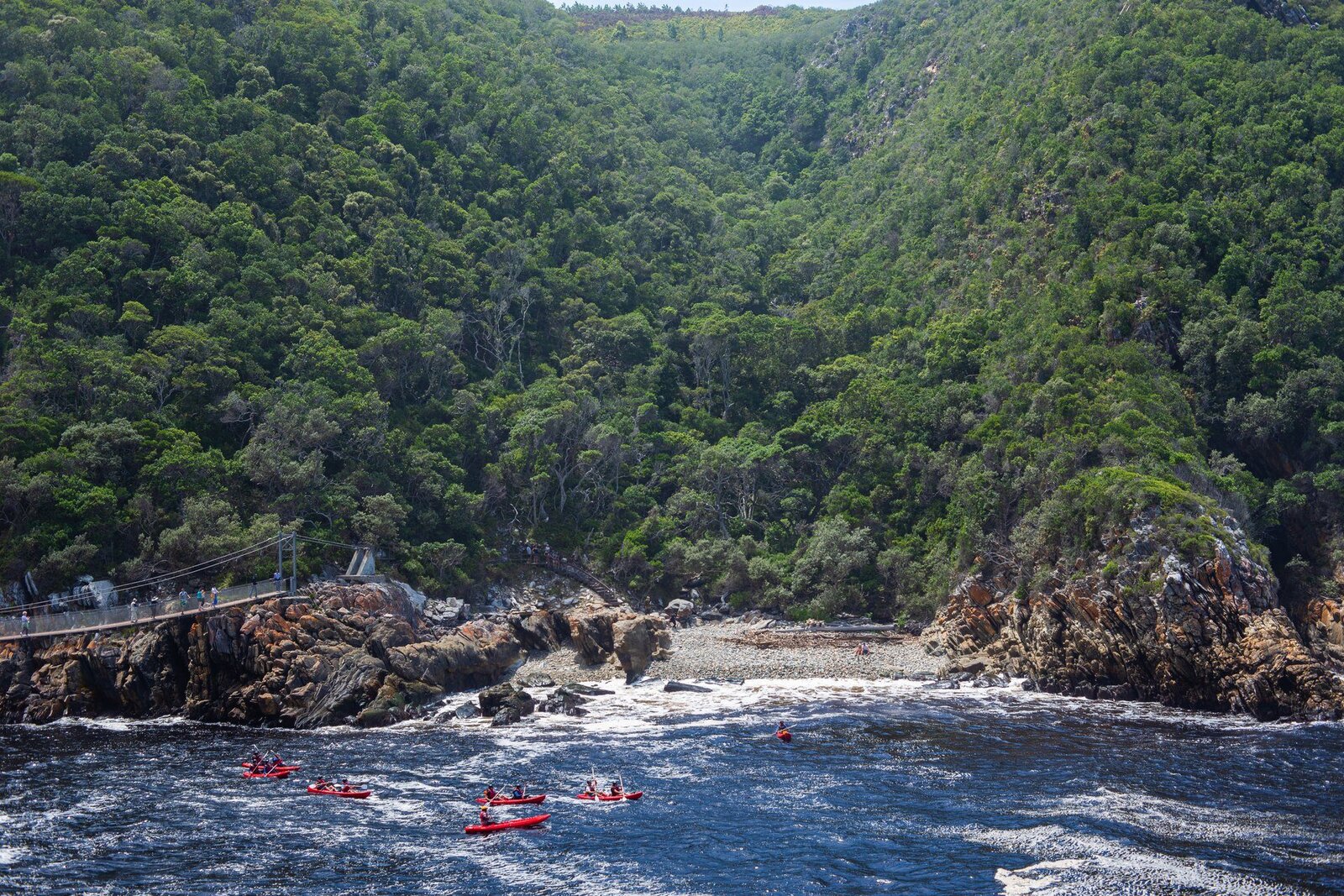 A road through indigenous forest on the Garden Route self-drive from Cape Town