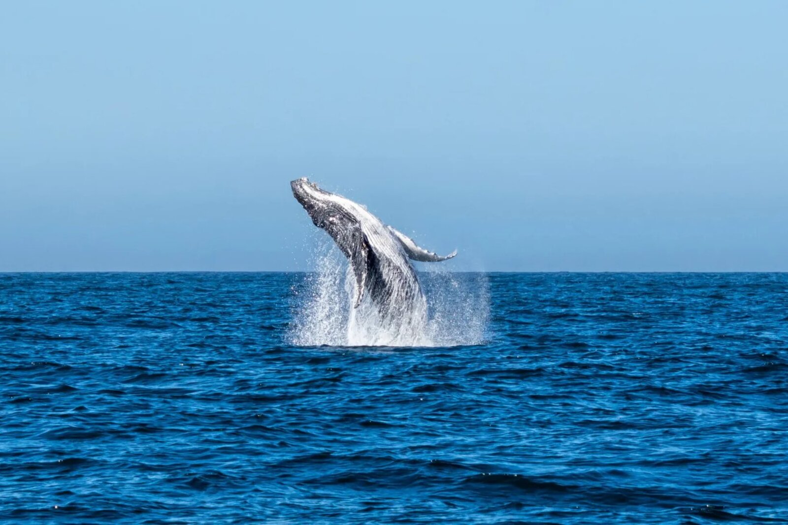 A Southern Right whale close to the shore on the Cape Whale Coast