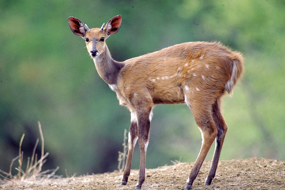 Wildlife along the Garden Route and Eastern Cape