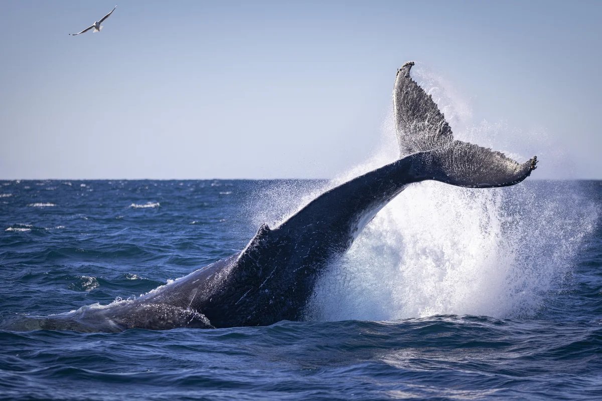 Whale tail off the Garden Route coast