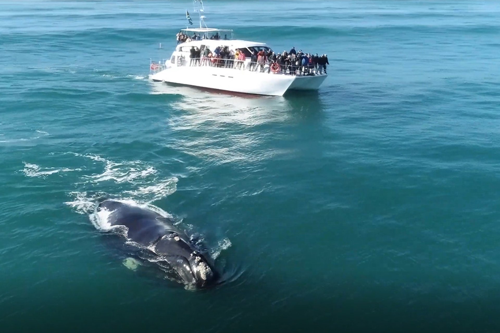 Whale watching along the Garden Route coast