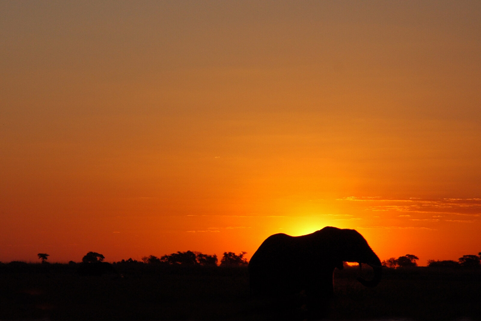 An elephant framed against the blazing low sun on a safari wedding day