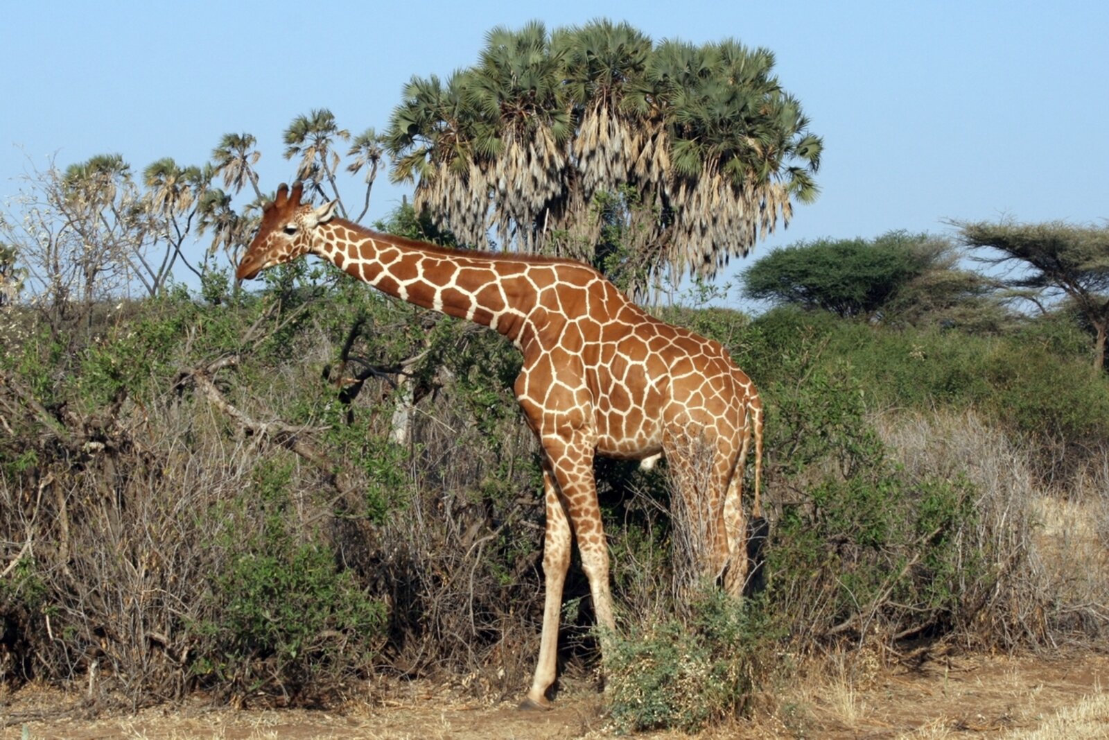 Giraffe feeding from an acacia tree on the savanna