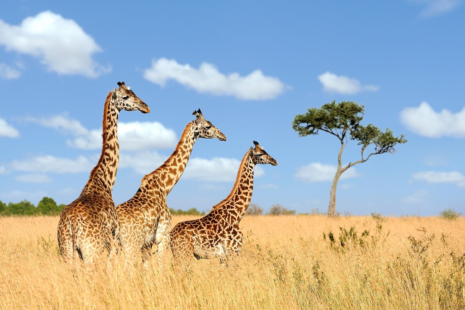 A tower of giraffes walking across the African plains
