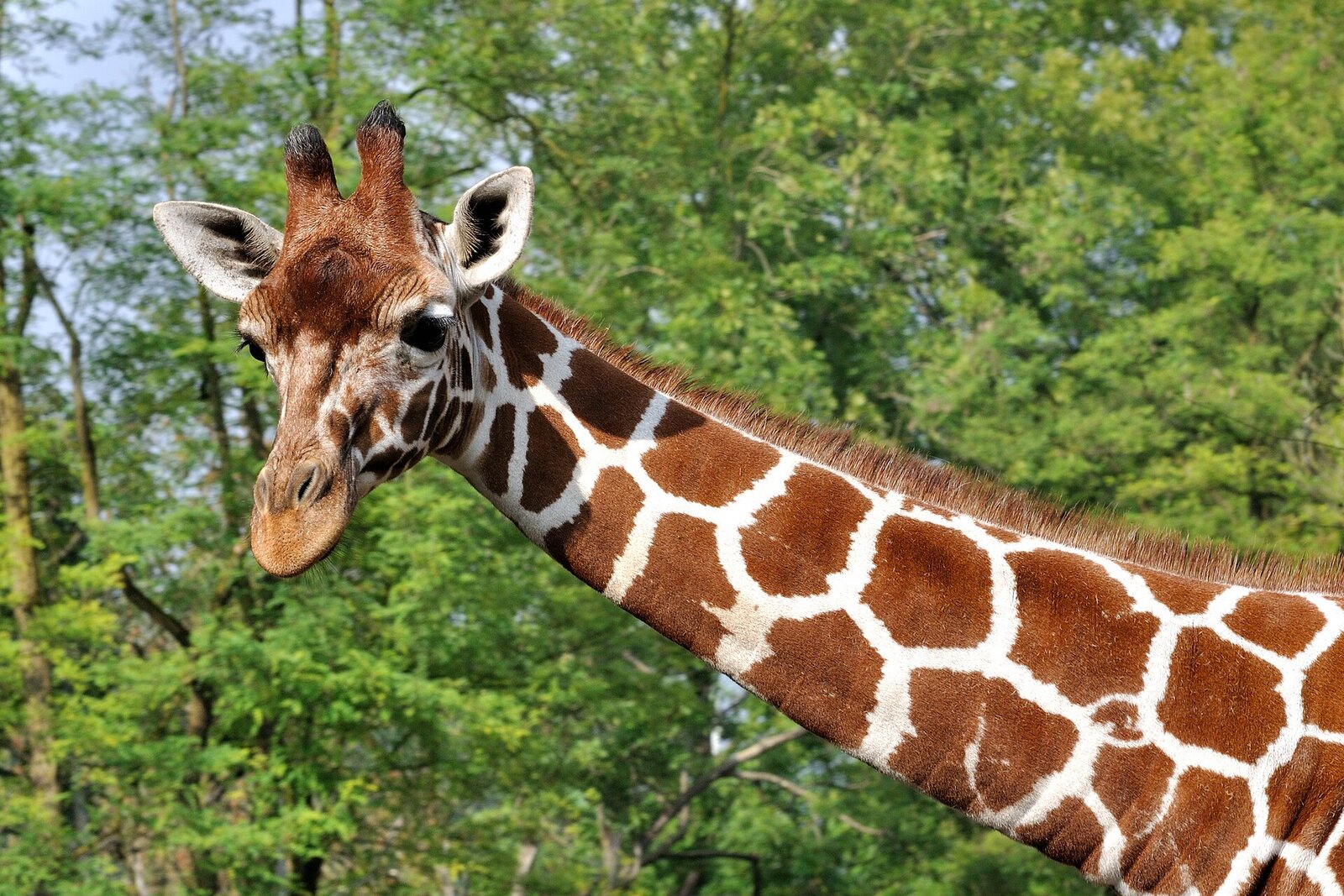 Reticulated giraffe with bold geometric patches