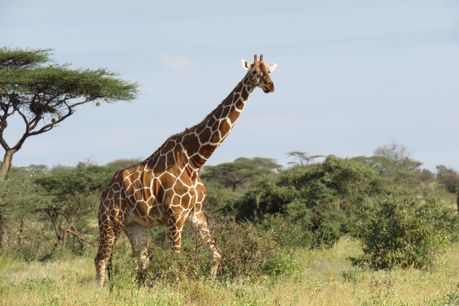 Giraffes on the open plains of the Serengeti