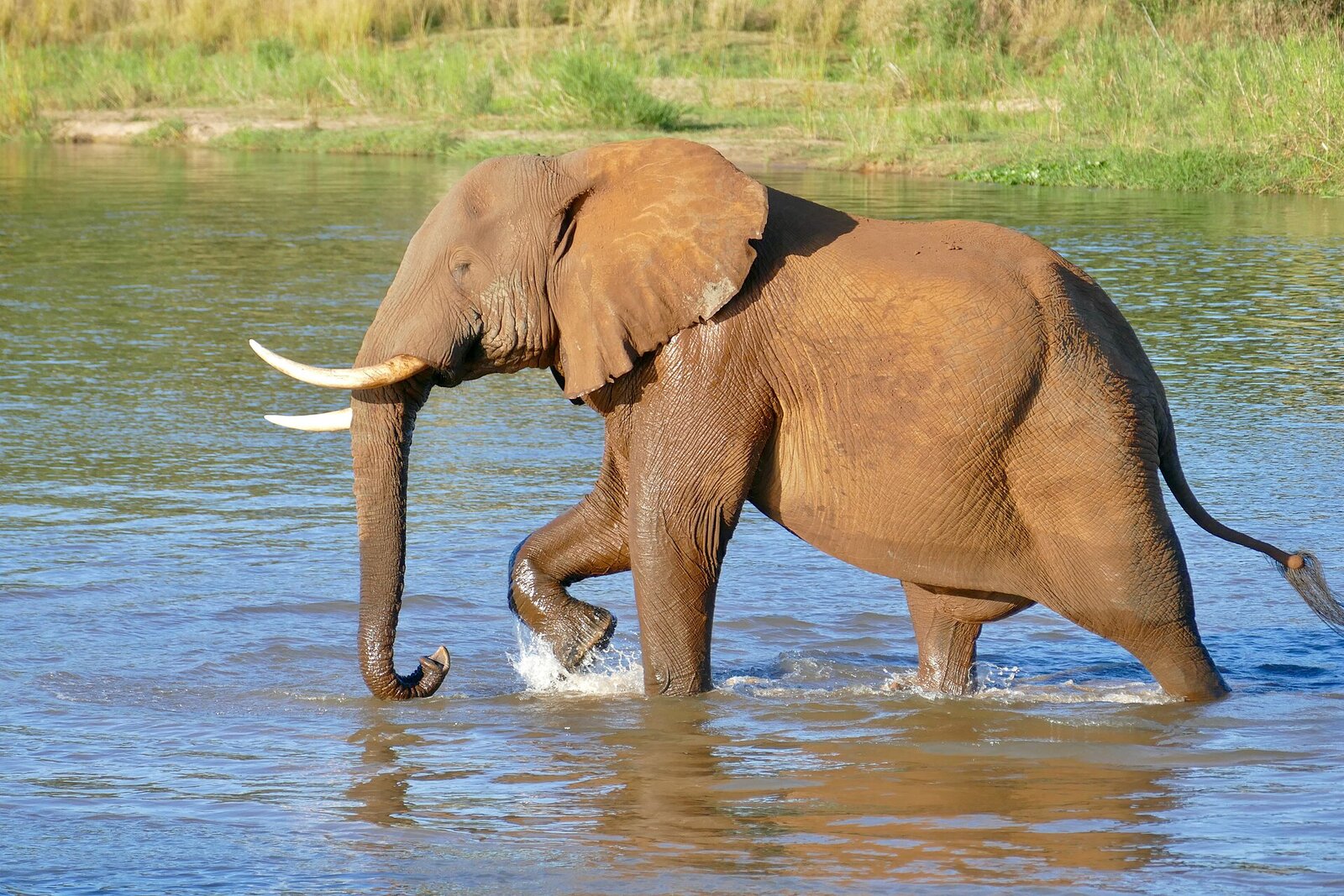 An elephant crossing a river on the boundary of the Kruger National Park