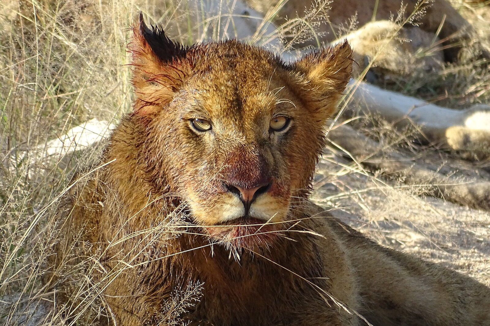 A male lion in a private Big Five reserve in South Africa